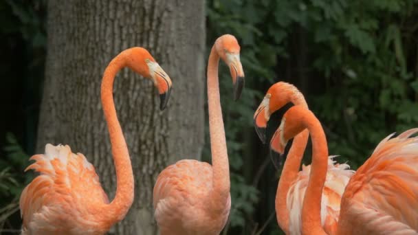 Flamingos Água Potável Luta — Vídeo de Stock