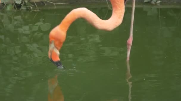 Flamingo Água Potável Zoológico — Vídeo de Stock