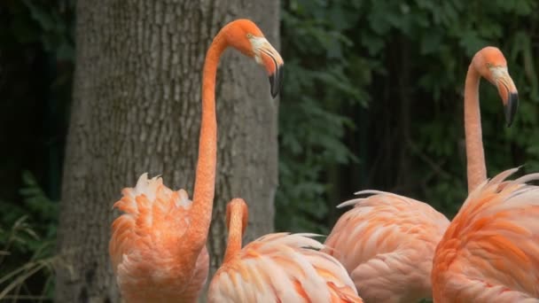 Flamingos Coloridos Perto — Vídeo de Stock