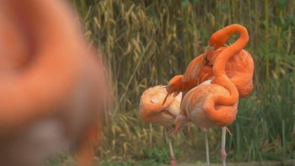 Fenicotteri Colorati Che Puliscono Loro Piume — Video Stock