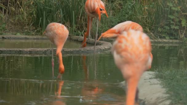 Flamingos Lago — Vídeo de Stock