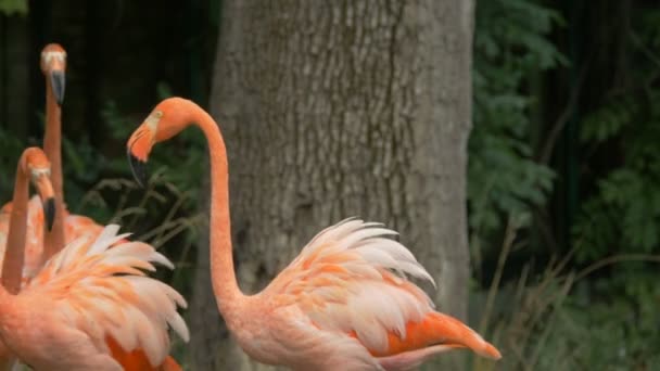 Flamingo Vogels Vechten Van Dichtbij — Stockvideo