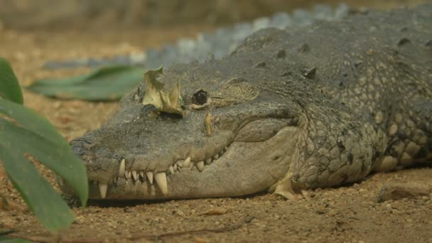 Crocodilo Com Folha Focinho — Vídeo de Stock