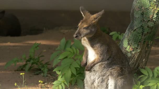 Kanguru Güneşte Duruyor — Stok video