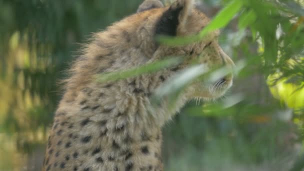 Cheetah Κάθεται Στο Masai Mara — Αρχείο Βίντεο