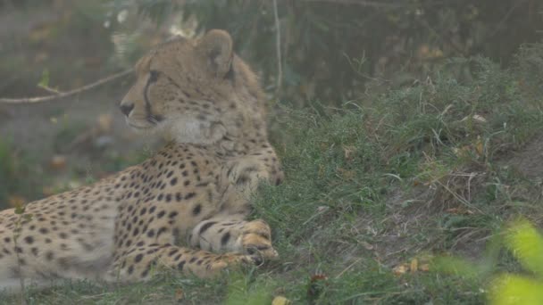 Cheetah Descansando Grama — Vídeo de Stock