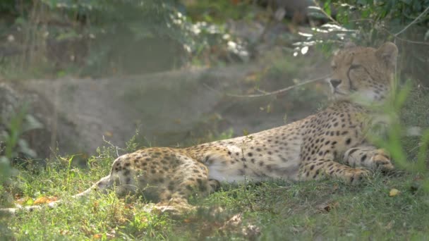 Cheetah Estabelecido Grama — Vídeo de Stock