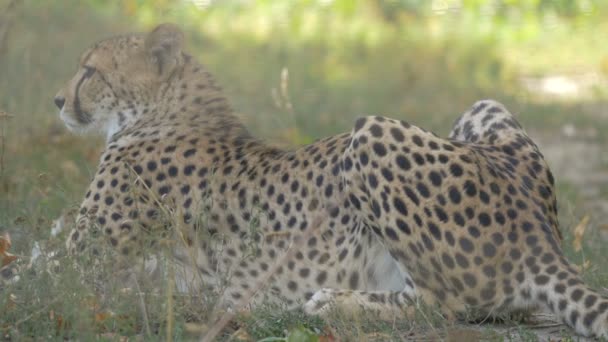 Cheetah Deitado Grama — Vídeo de Stock