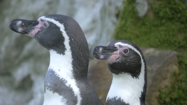 Close Van Twee Pinguïns — Stockvideo