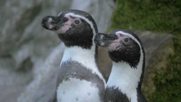 Close Casal Pinguins — Vídeo de Stock