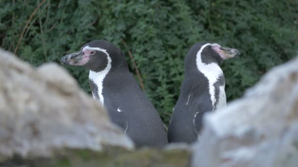 Pinguins Costas Para Trás — Vídeo de Stock