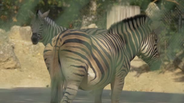 Zebras Zoológico Schonbrunn — Vídeo de Stock