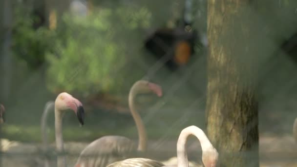 Flamingos Vistos Através Uma Cerca — Vídeo de Stock