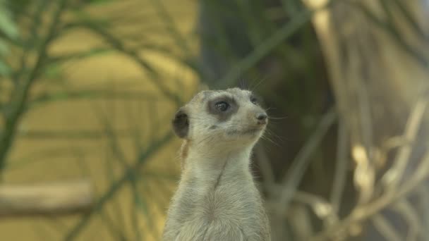 Meerkat Olhando Volta Zoológico — Vídeo de Stock