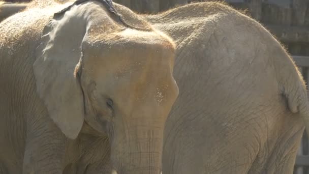Elefante Lanzando Polvo Cerca — Vídeo de stock