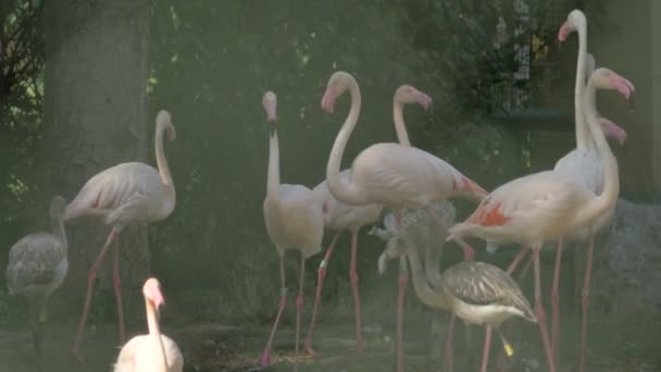 Grupo Flamingos Perto — Vídeo de Stock