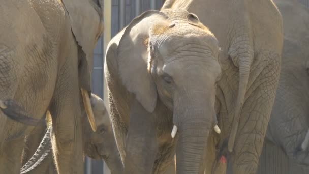 Schonbrunn Hayvanat Bahçesindeki Filler — Stok video