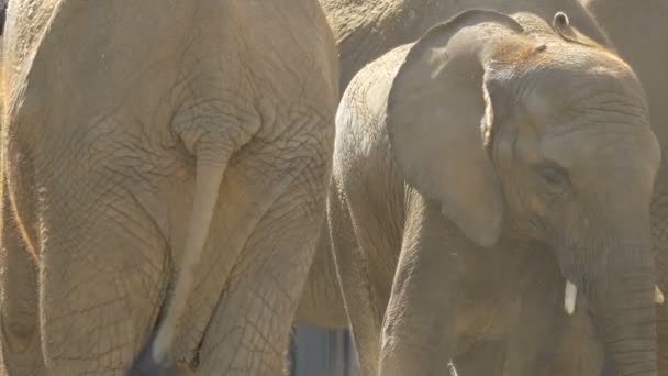 Elefantes Polvo Cerca — Vídeo de stock