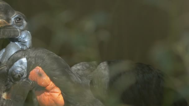 Zwarte Vogels Met Oranje Blauwe Nekken — Stockvideo