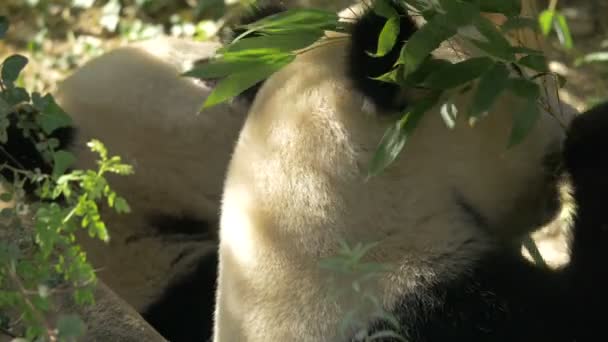 Pandas Comendo Bambu Zoológico — Vídeo de Stock