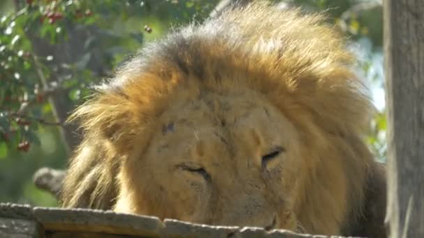 Leão Comendo Deitado Madeira — Vídeo de Stock