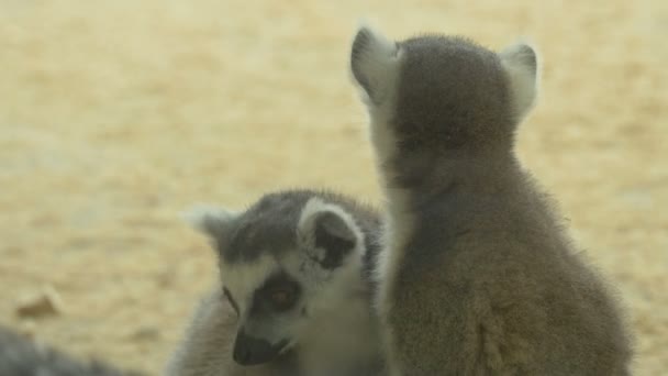 Lemurs Olhando Para Distância — Vídeo de Stock