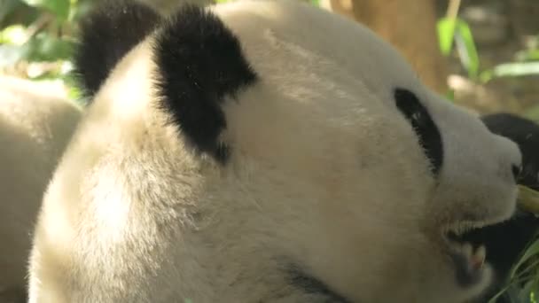 Panda Comendo Bambu Zoológico — Vídeo de Stock