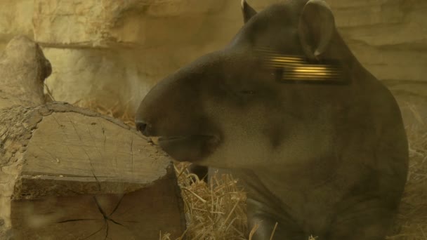 Tapir Schläft Ein Und Schnüffelt — Stockvideo