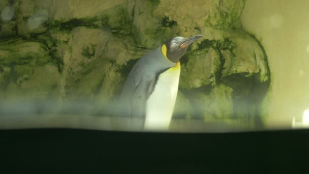 Pinguim Olhando Redor Conceito Natureza — Vídeo de Stock
