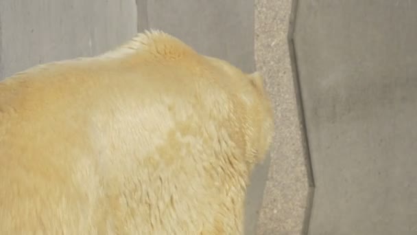 Vista Perto Urso Polar — Vídeo de Stock