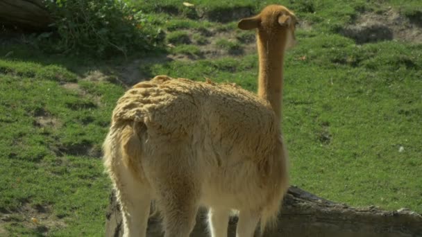 Lama Grazen Een Groen Veld — Stockvideo