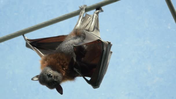 Morcego Dormindo Cabo — Vídeo de Stock