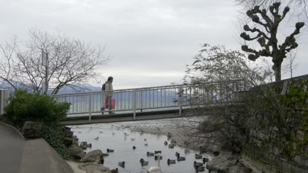 桥下的鸭子和天鹅 — 图库视频影像