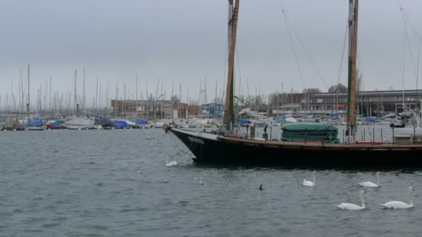 Zwanen Meeuwen Drijvend Buurt Van Boten — Stockvideo