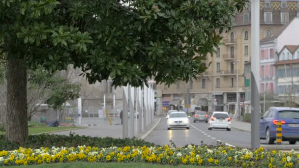 Yellow Pansies Street — Stock Video