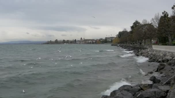 Geneva Lake Shore Switzerland Europe — 图库视频影像