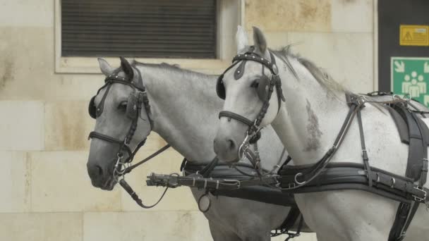 Chevaux Blancs Avec Licols — Video