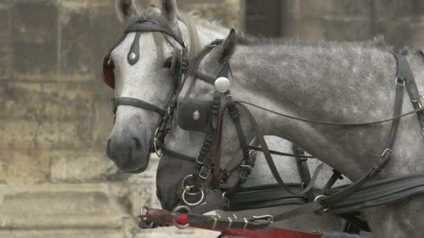 Cavalos Transporte Fechar — Vídeo de Stock