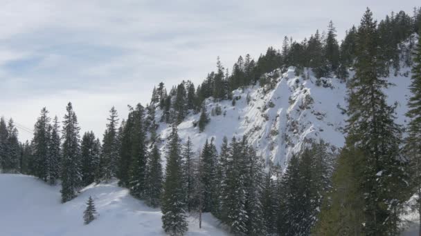 Alberi Abete Una Scogliera Montagna — Video Stock