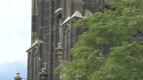 Gröna Grenar Nära Stephansdom — Stockvideo