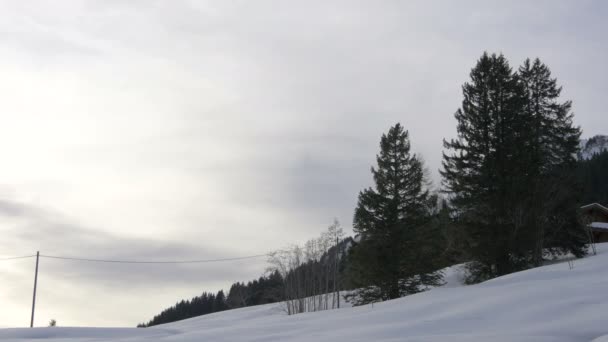 多云的天气里的树木和雪 — 图库视频影像