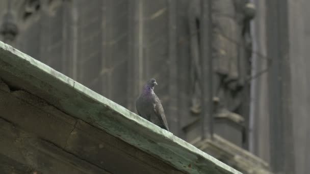 Pigeon Sur Toit — Video