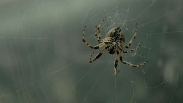 Spinne Netz Video — Stockvideo