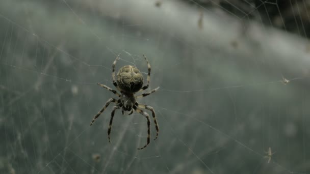 Spider Muove Sul Web — Video Stock