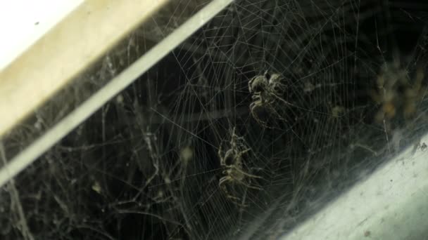 Close View Two Spiders — Stock Video