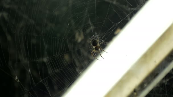 Aranha Pendurada Sua Teia — Vídeo de Stock