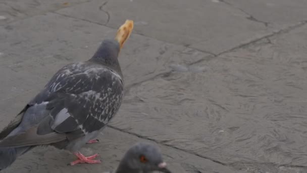 Gołębie Jedzą Kawałka Chleba — Wideo stockowe