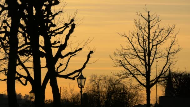 Golden Sky Silhouettes — Stock Video