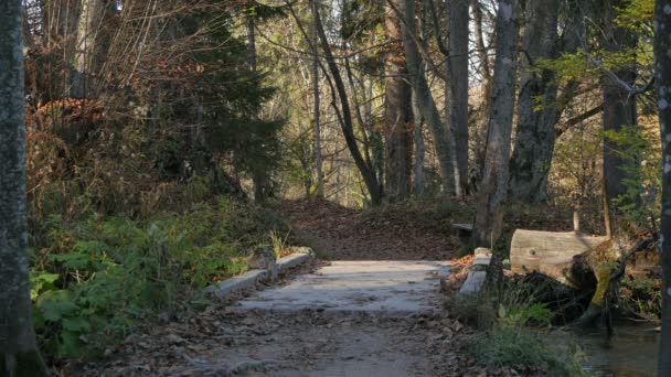 Ścieżka Mały Most Lesie Parku Plitwickim — Wideo stockowe