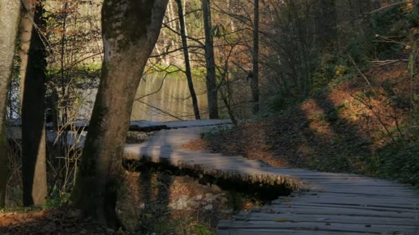Drewniana Ścieżka Przez Las Parku Plitwickim — Wideo stockowe